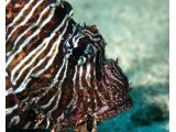 lionfish.jpg